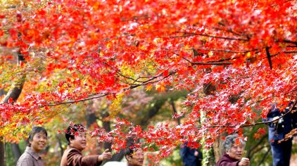 栖霞红叶